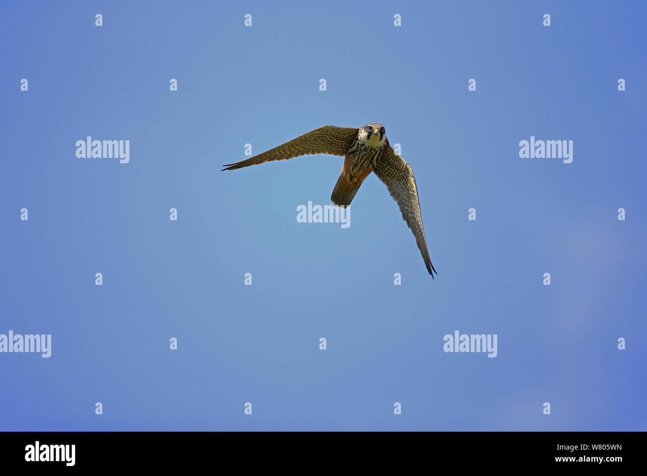 Hobby (Falco subbuteo) in flight, Suffolk, England, UK, May. Stock Photo