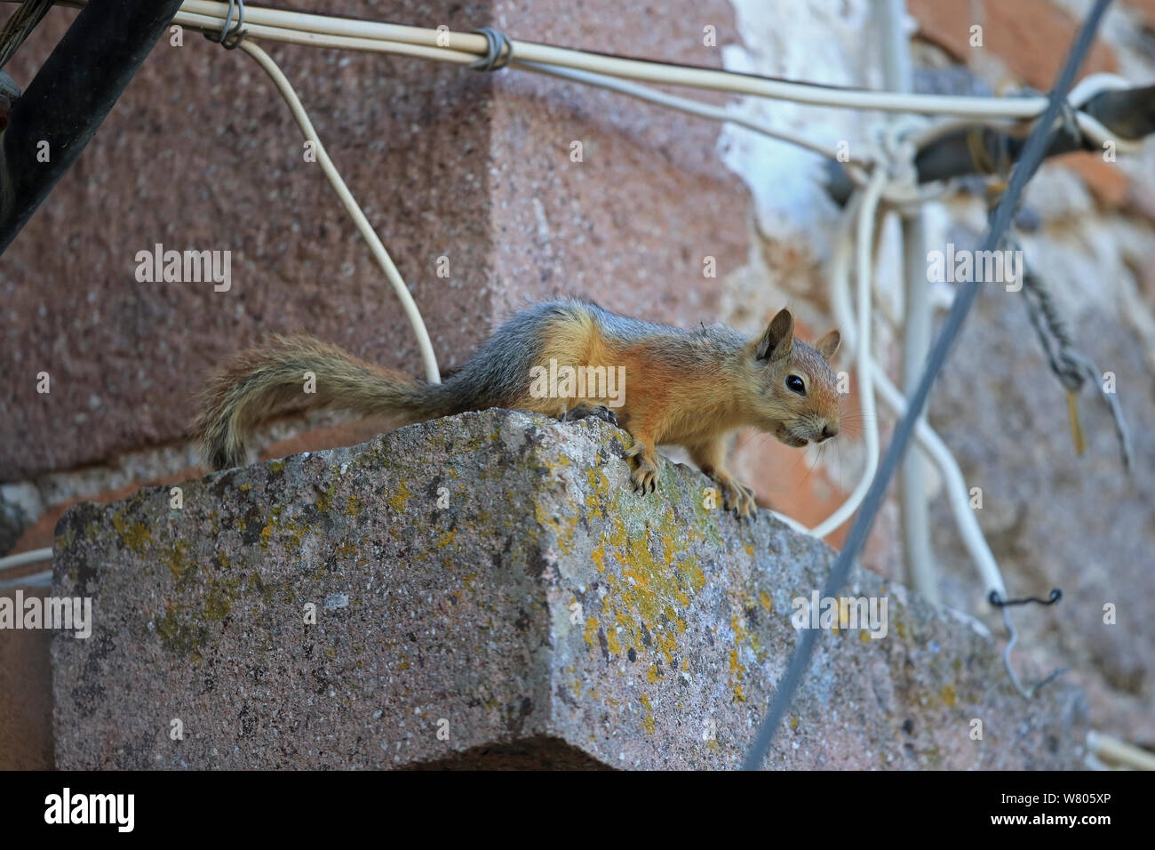 Persian squirrel (Sciurus anomalus) on ledge, Lesbos, Lesvos, Greece, April. Stock Photo