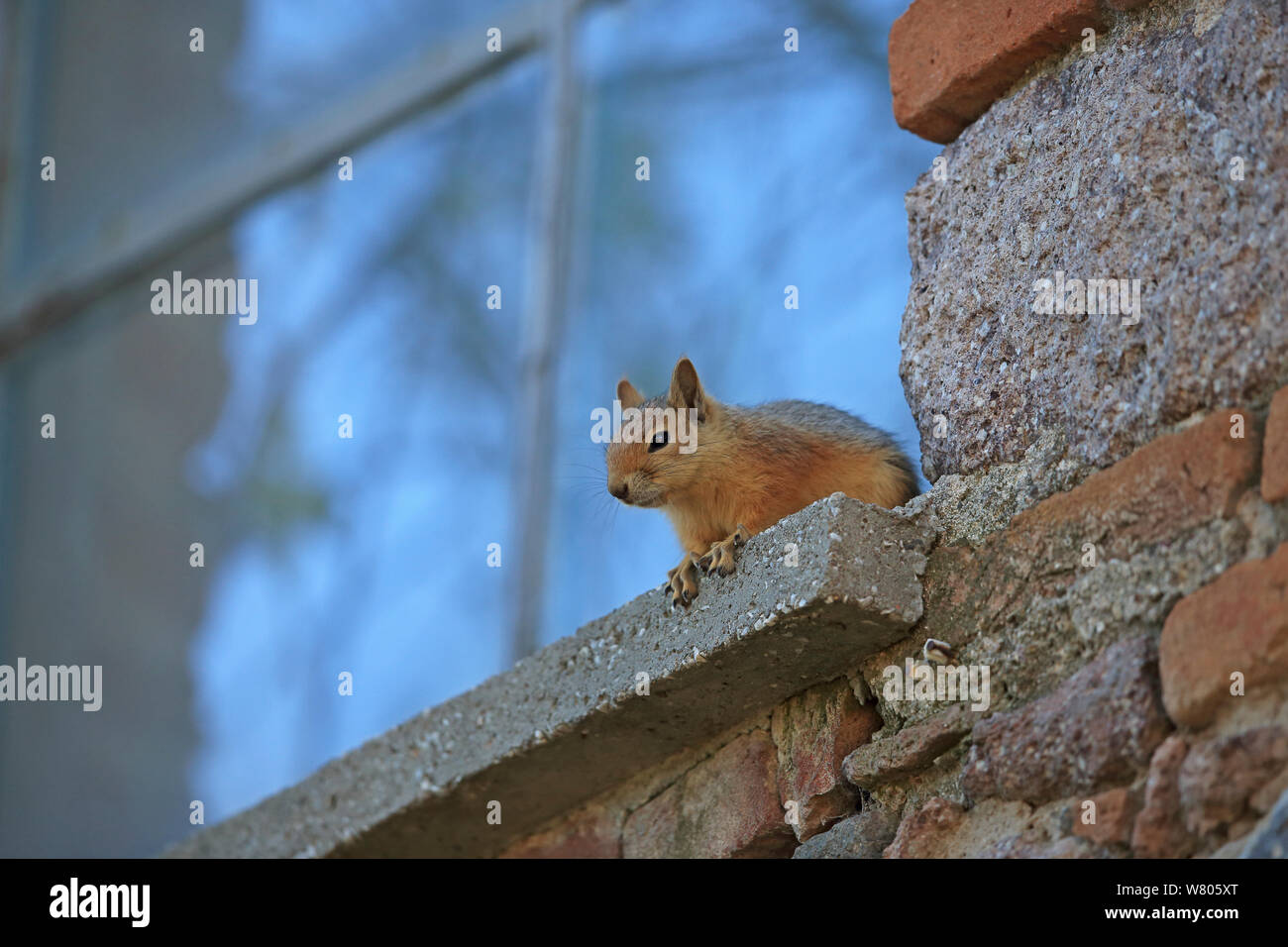 Persian squirrel (Sciurus anomalus) on windowsill, Lesbos, Lesvos, Greece, April. Stock Photo