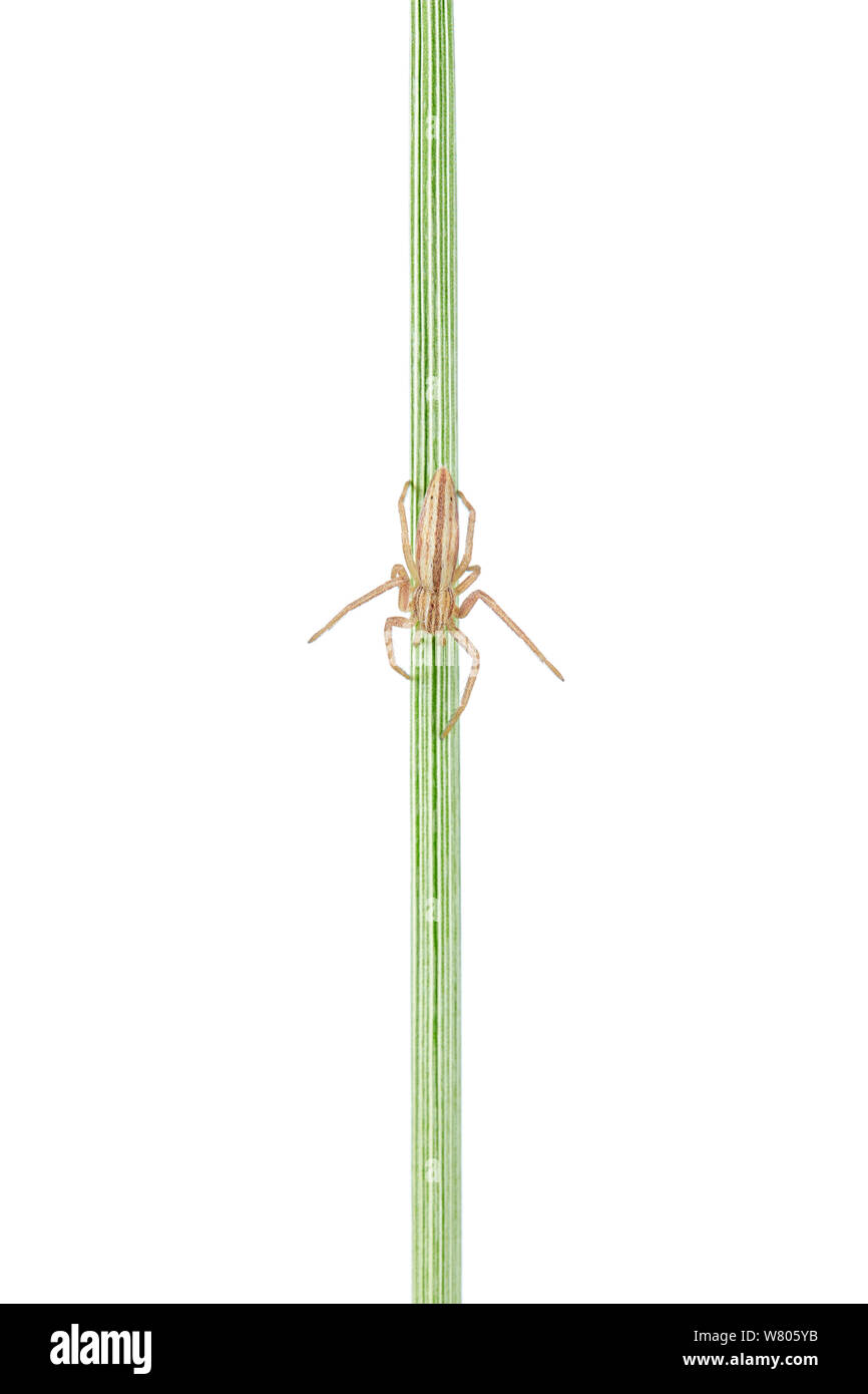 Running crab spider (Tibellus oblongus) on grass stem, Worcestershire, England, UK, June. Stock Photo