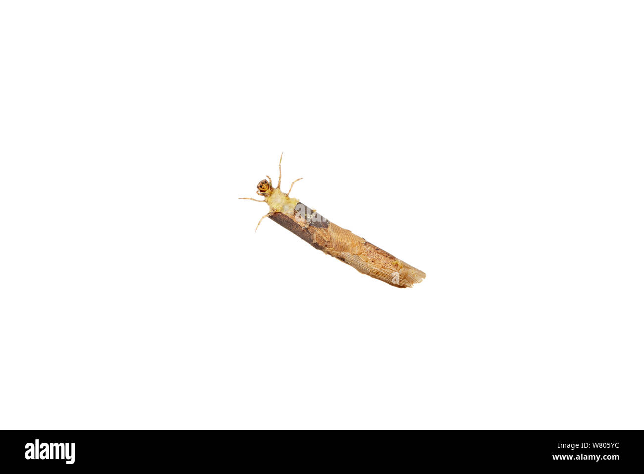 Caddisfly (Trichoptera) larva in case, Worcestershire, UK, May. Stock Photo