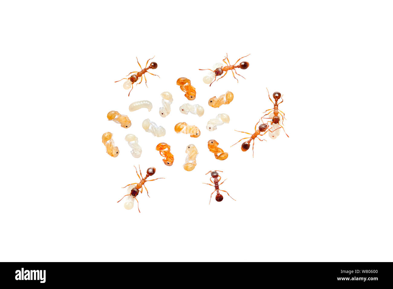 Red ant (Myrmica rubra) worker ants attending to larvae and pupae, Barnt Green, Worcestershire, England, UK, August. Stock Photo