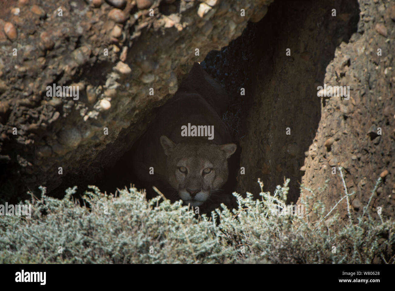 Hiding Puma High Resolution Stock Photography and Images - Alamy