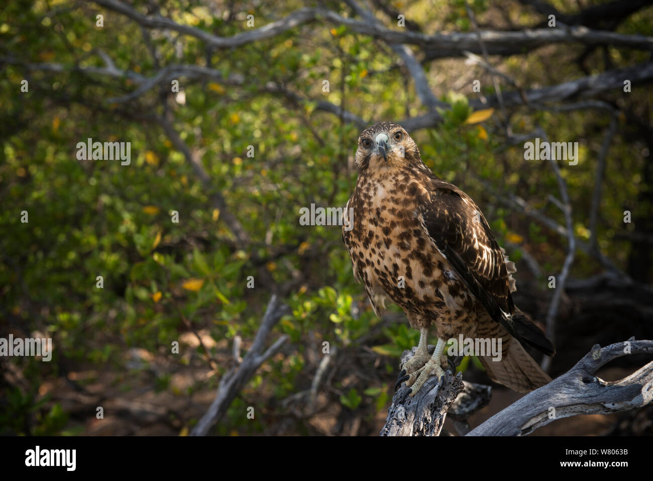 Galapagos Hawk High Resolution Stock Photography and Images - Alamy