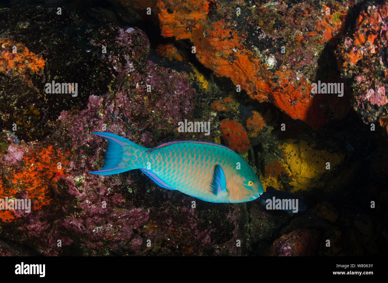 Blue-barred parrotfish (Scarus ghobban) swimming near rocks, Galapagos. Stock Photo