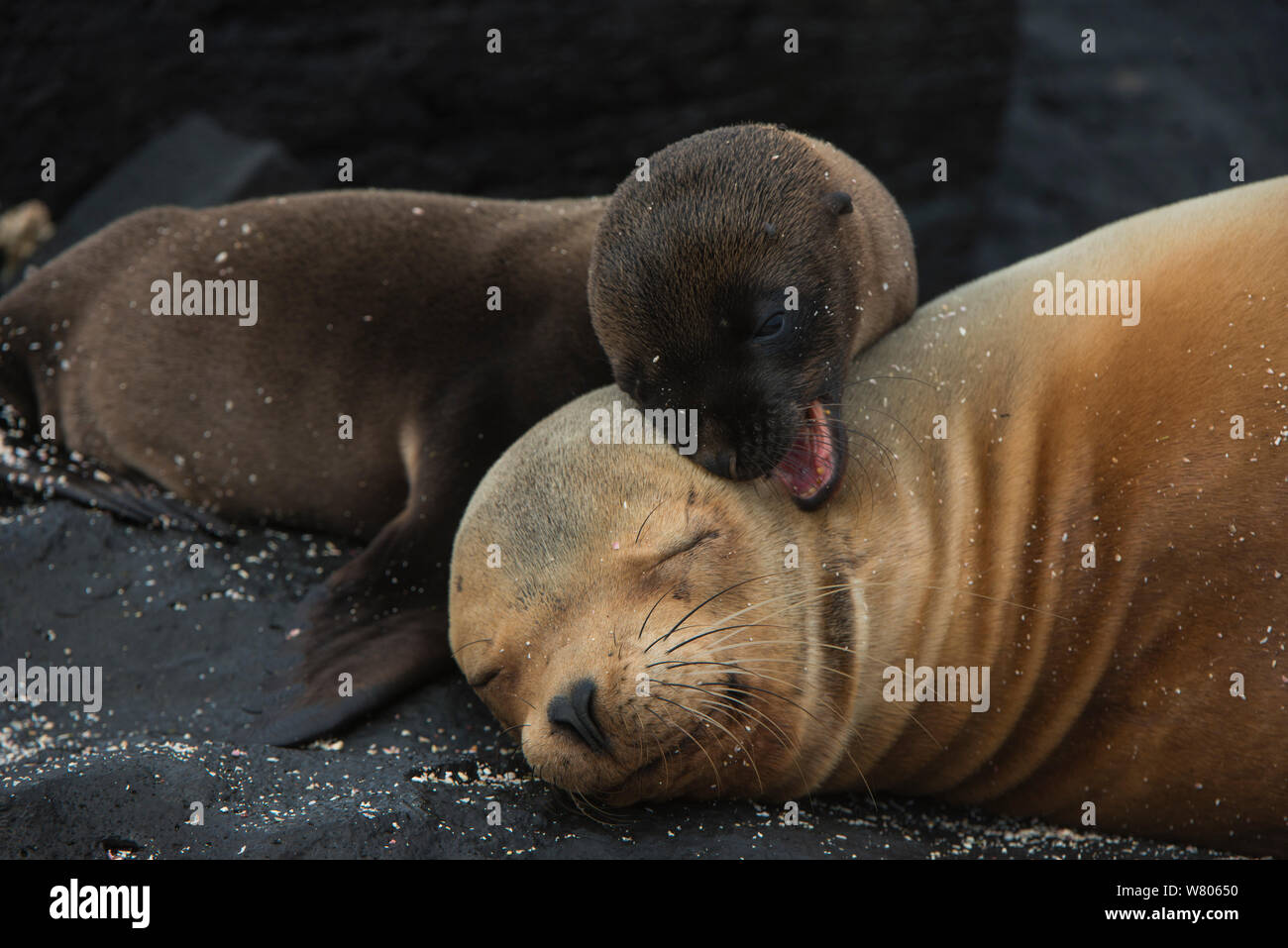 Galapagos sealion (Zalophus wollebaeki) pup yawning and resting on beach, Galapagos. Stock Photo