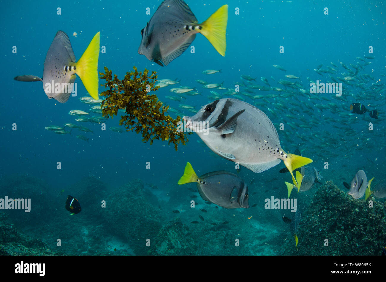 Yellowtailed surgeonfish (Prionurus laticlavus) small group, Galapagos. Stock Photo