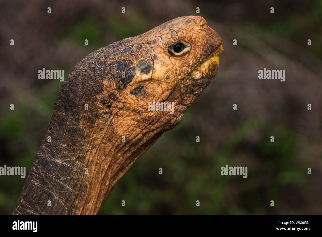 Hood island tortoise galapagos hires stock photography and images Alamy