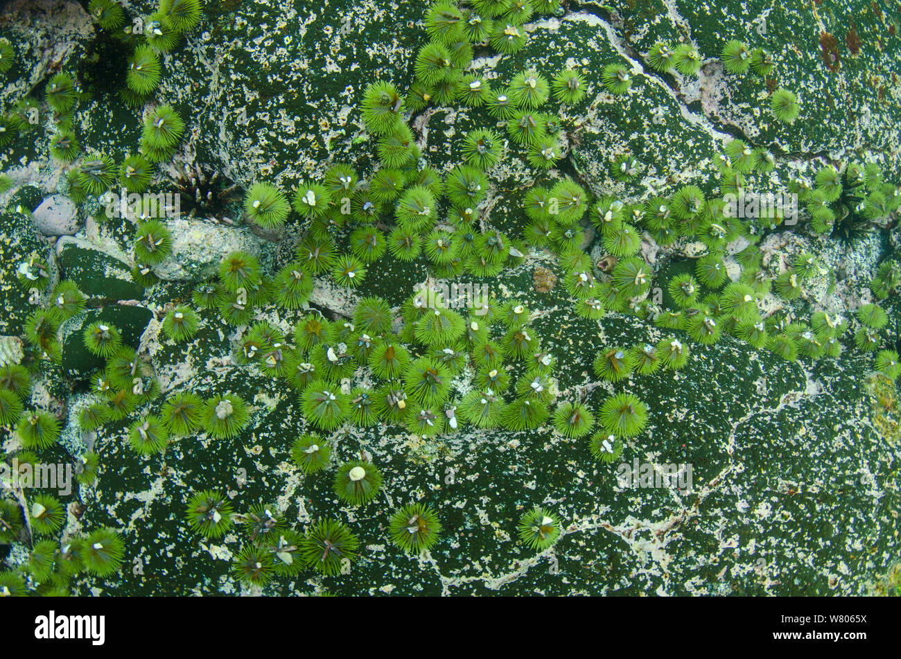 Galapagos green sea urchin (Lytechinus semituberculatus) Galapagos. Endemic. Stock Photo