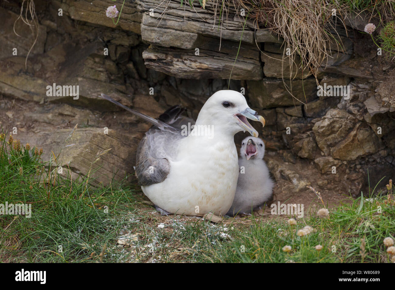 Northern fulmar (Fulmarus glacialis) at nest site calling, with chick, Shetland Islands, Scotland, UK, July. Stock Photo
