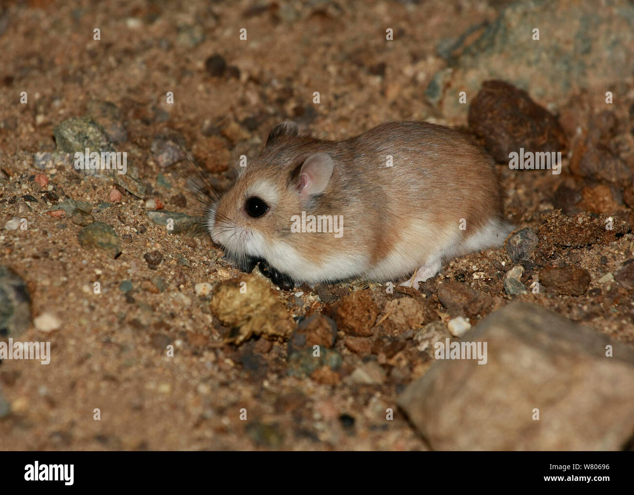 Roborovski hamster (Phodopus roborovskii) in its natural habitat, Northern Gobi, Mongolia. August. This species is commonly kept as pets. Stock Photo