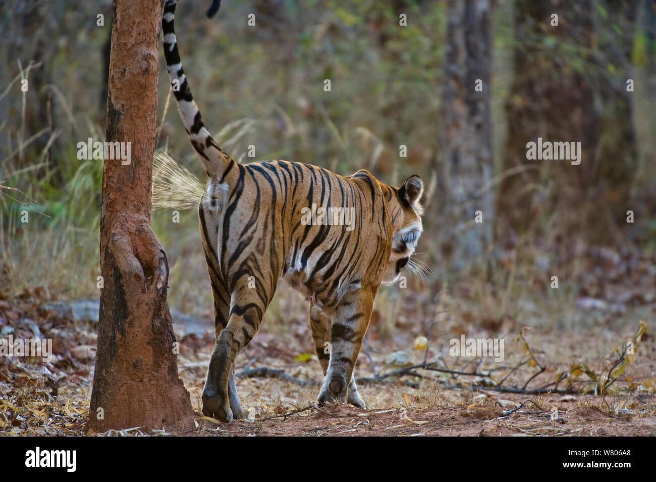 Bengal tiger (Panthera tigris tigris) female scent marking, Bandhavgarh, India. Stock Photo