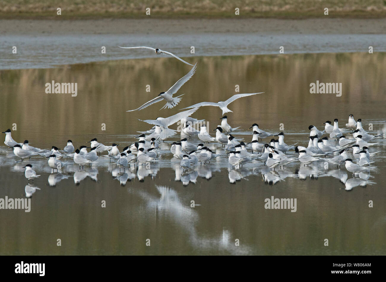 Sandwich Terns Sterna Sandvicensis Gathering In Shallow Water