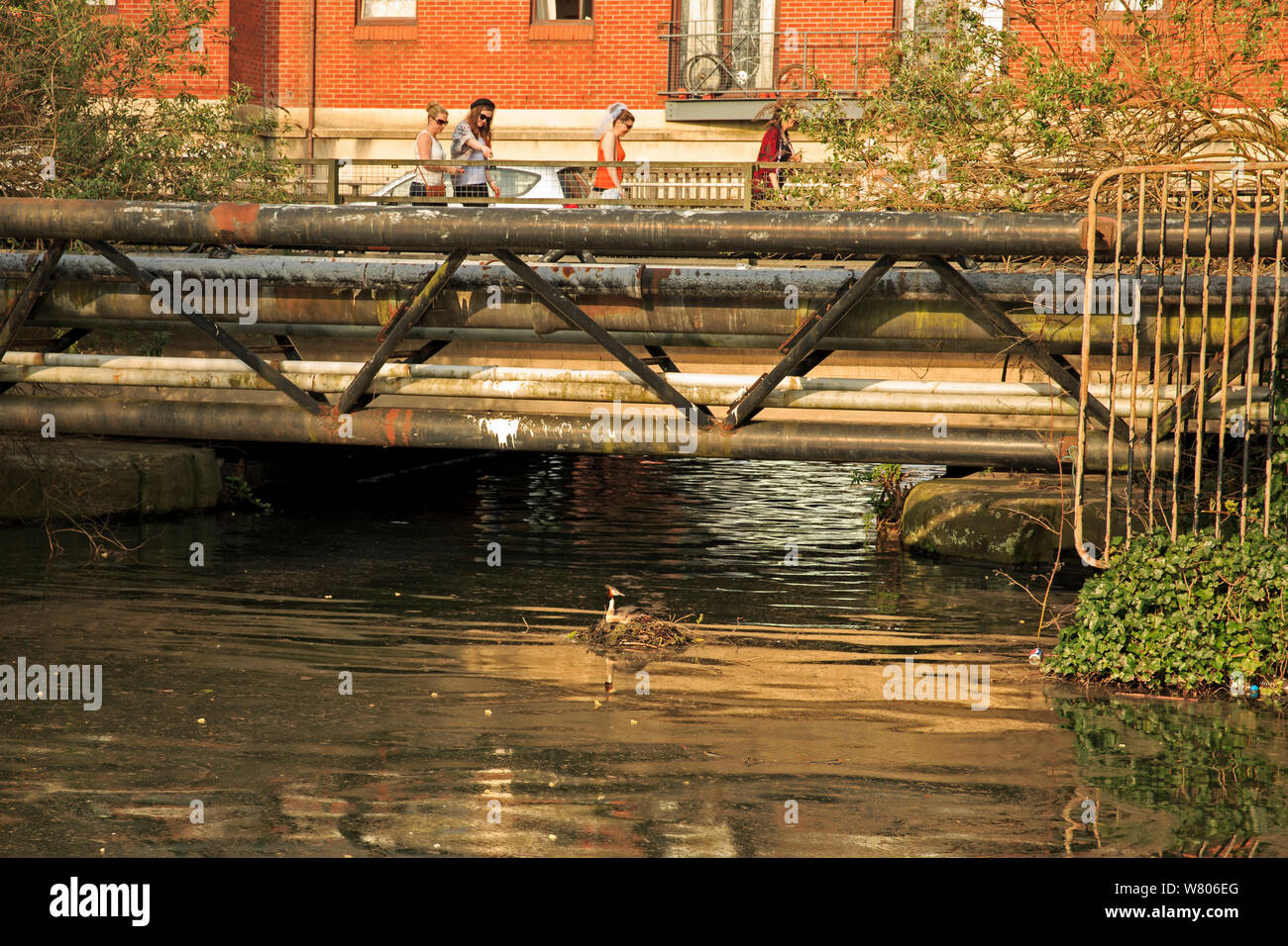Birds that nest under bridges hires stock photography and images Alamy