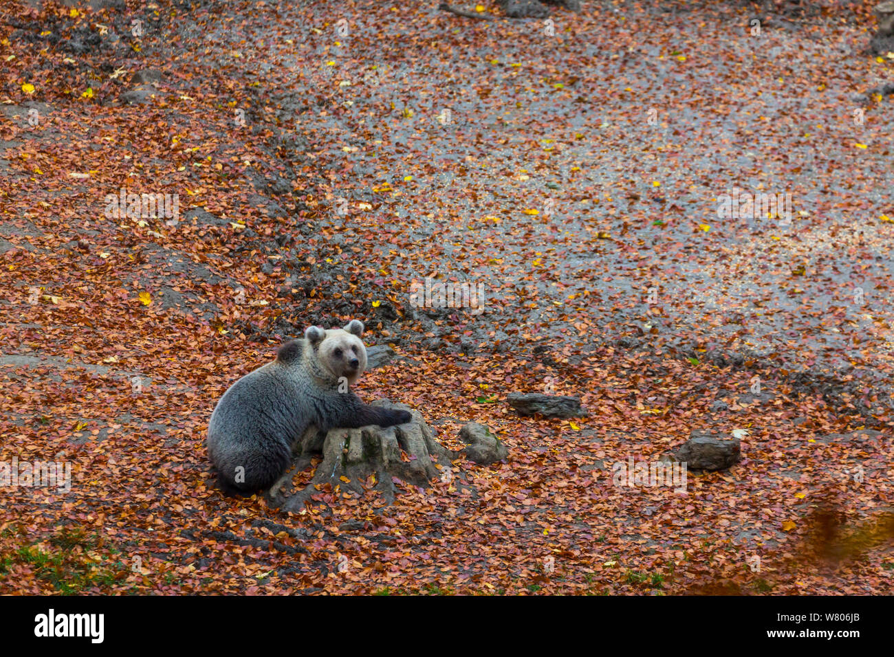 European bear (Ursus arctos arctos) in clearing, Masun forest, Green Karst, Slovenia, October 2014. Stock Photo