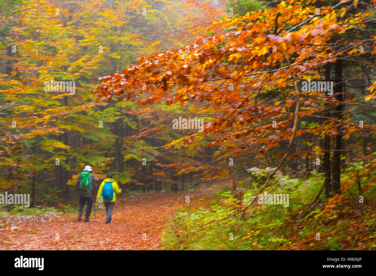 Couple walking through European beech (Fagus sylvatica) forest in autumn, Ilirska Bistrica, Green Karst, Slovenia, October 2014. Stock Photo