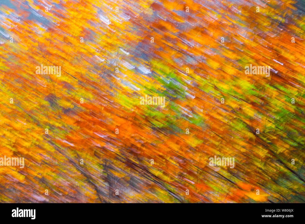 European beech (Fagus sylvatica) forest in autumn, taken with intentional camera movement, Ilirska Bistrica, Green Karst, Slovenia, Europe Stock Photo