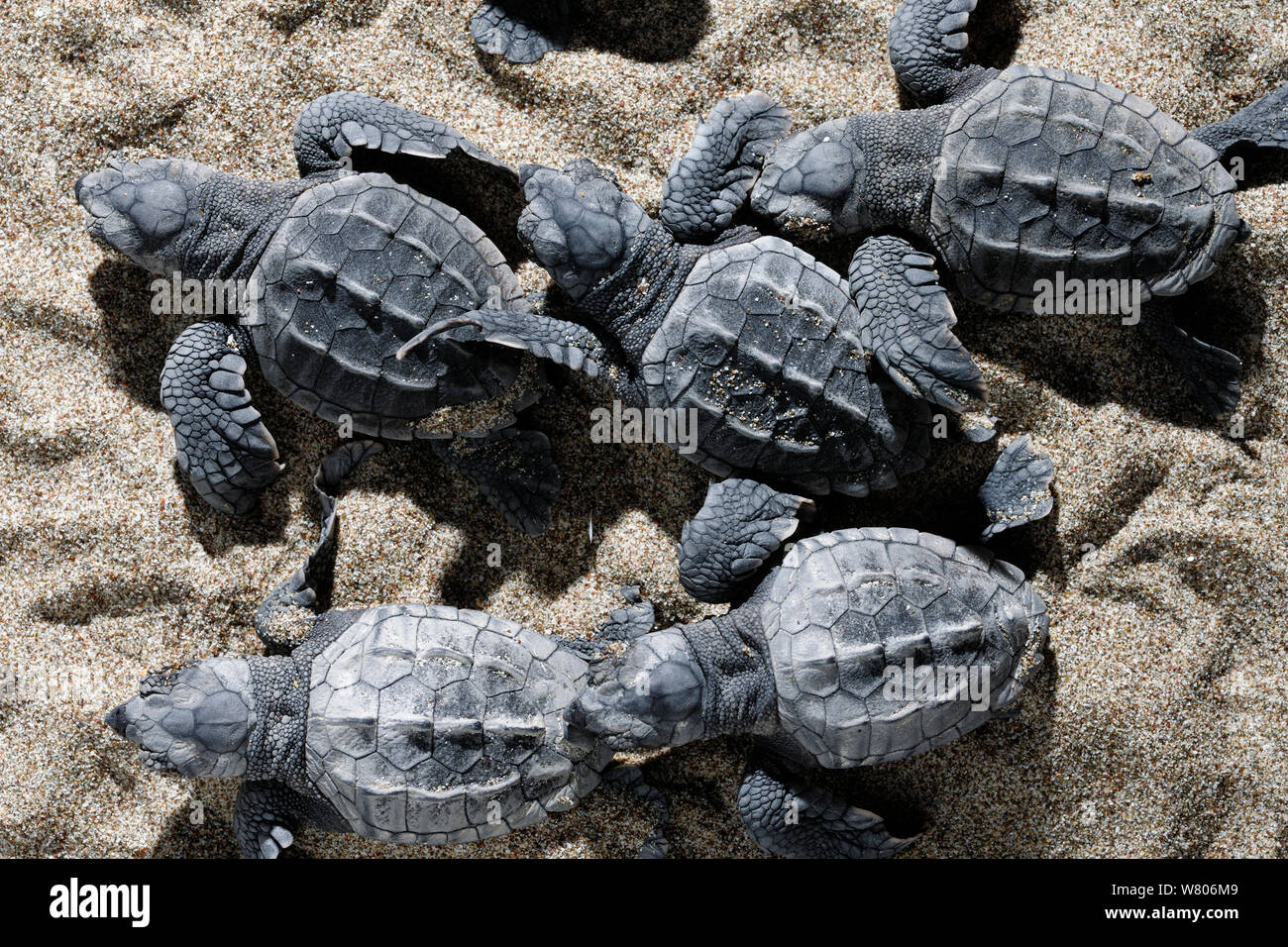 Loggerhead sea turtle (Caretta caretta) hatchling walking towards the sea on beach, Turkey. August. Stock Photo