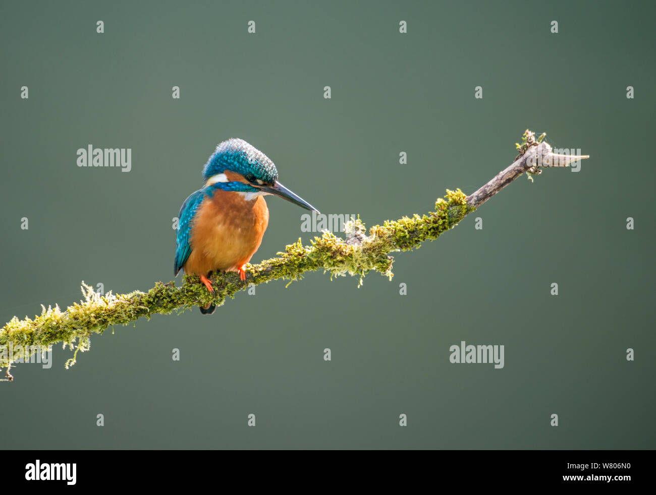 Kingfisher (Alcedo atthis) female on branch, Worcestershire, England, May. Stock Photo