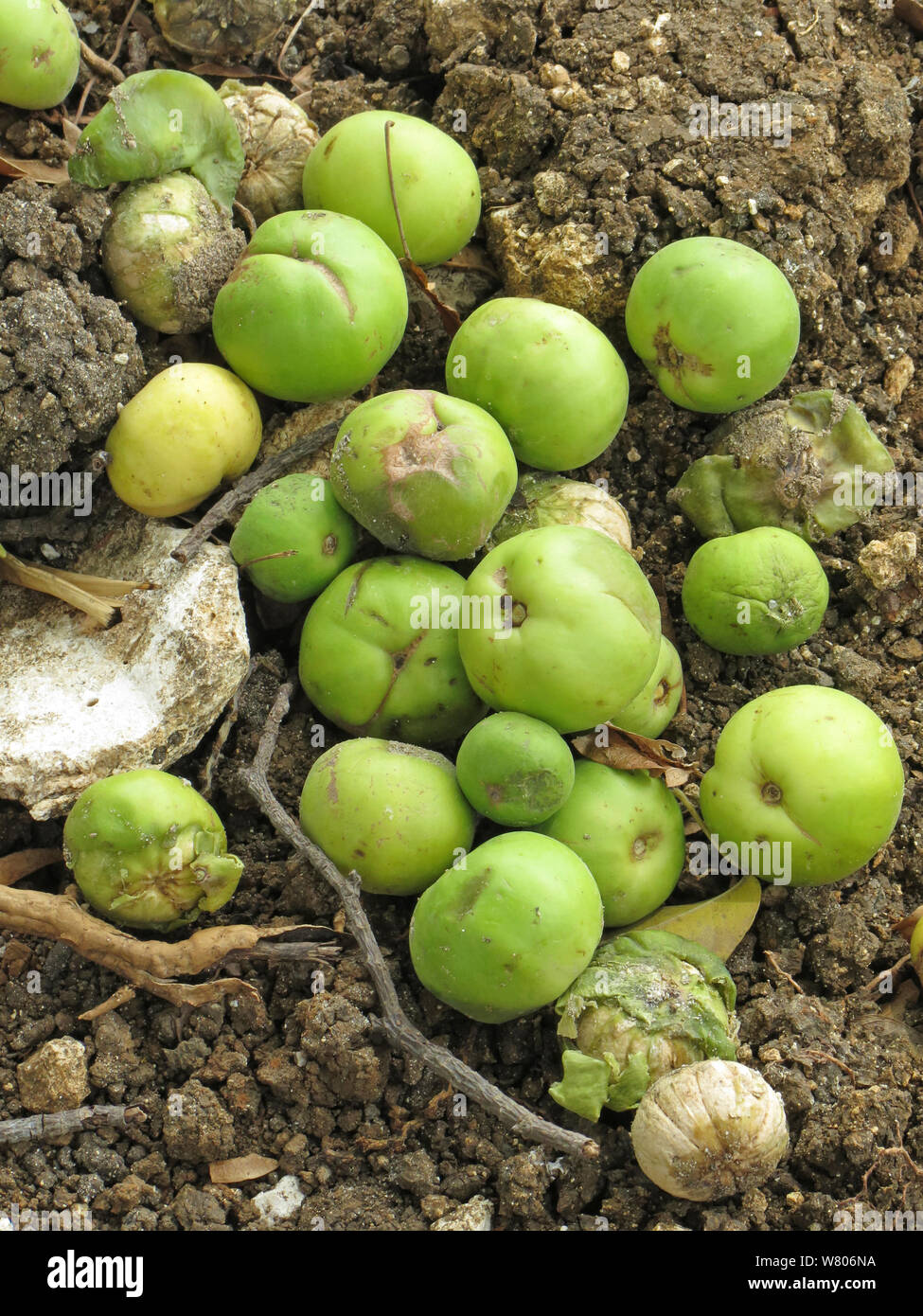 Manchineel tree (Hippomane mancinella) poisonous fruit on the ground,  Barbados. Stock Photo