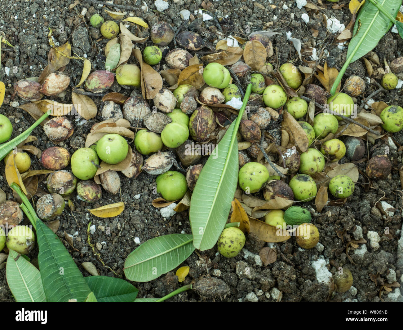 Manchineel tree (Hippomane mancinella) poisonous fruit on the ground,  Barbados. Stock Photo