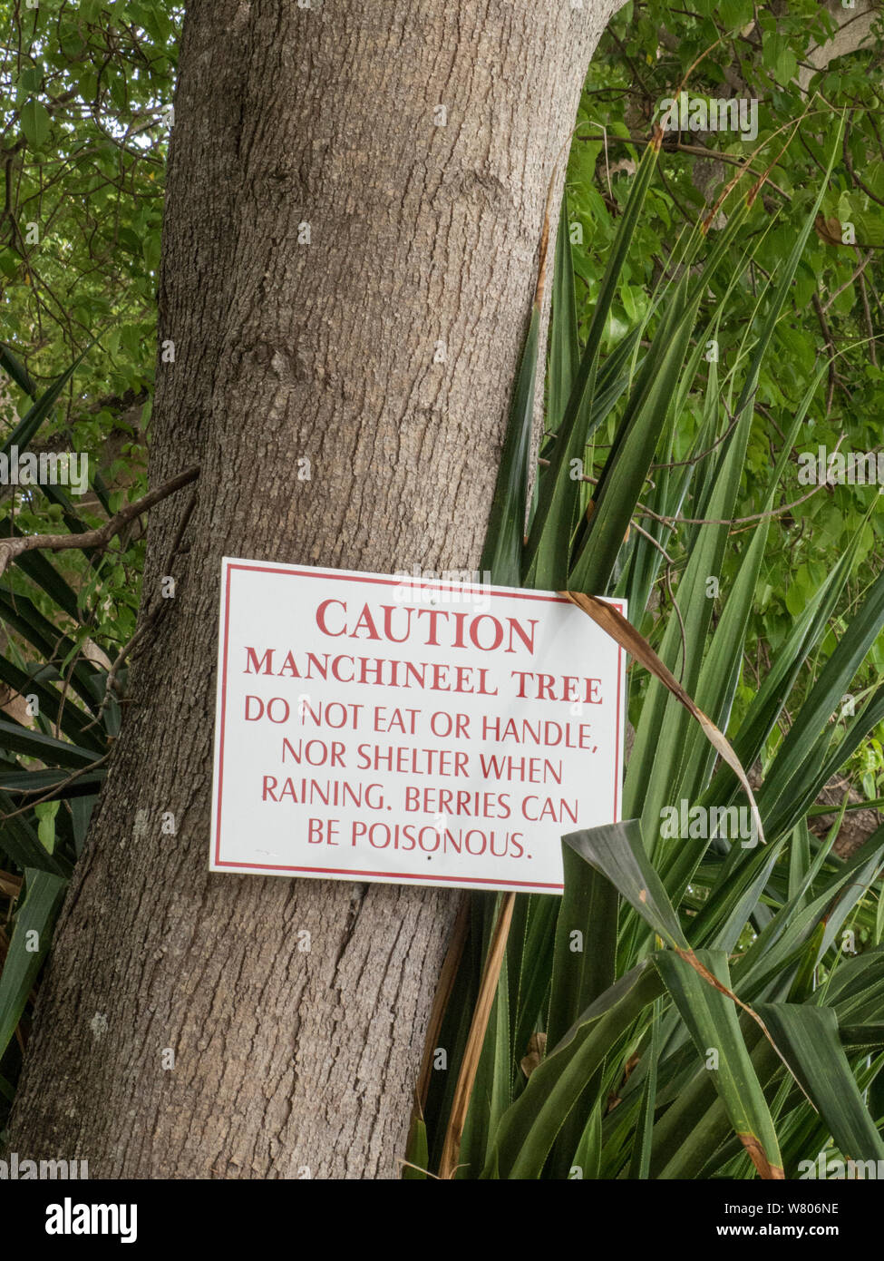 Manchineel tree (Hippomane mancinella) with sign warning that it is dangerous. This species has poisonous fruit, whilst the sap is toxic, and even standing beneath the tree in the rain can cause blistering, Barbados. Stock Photo