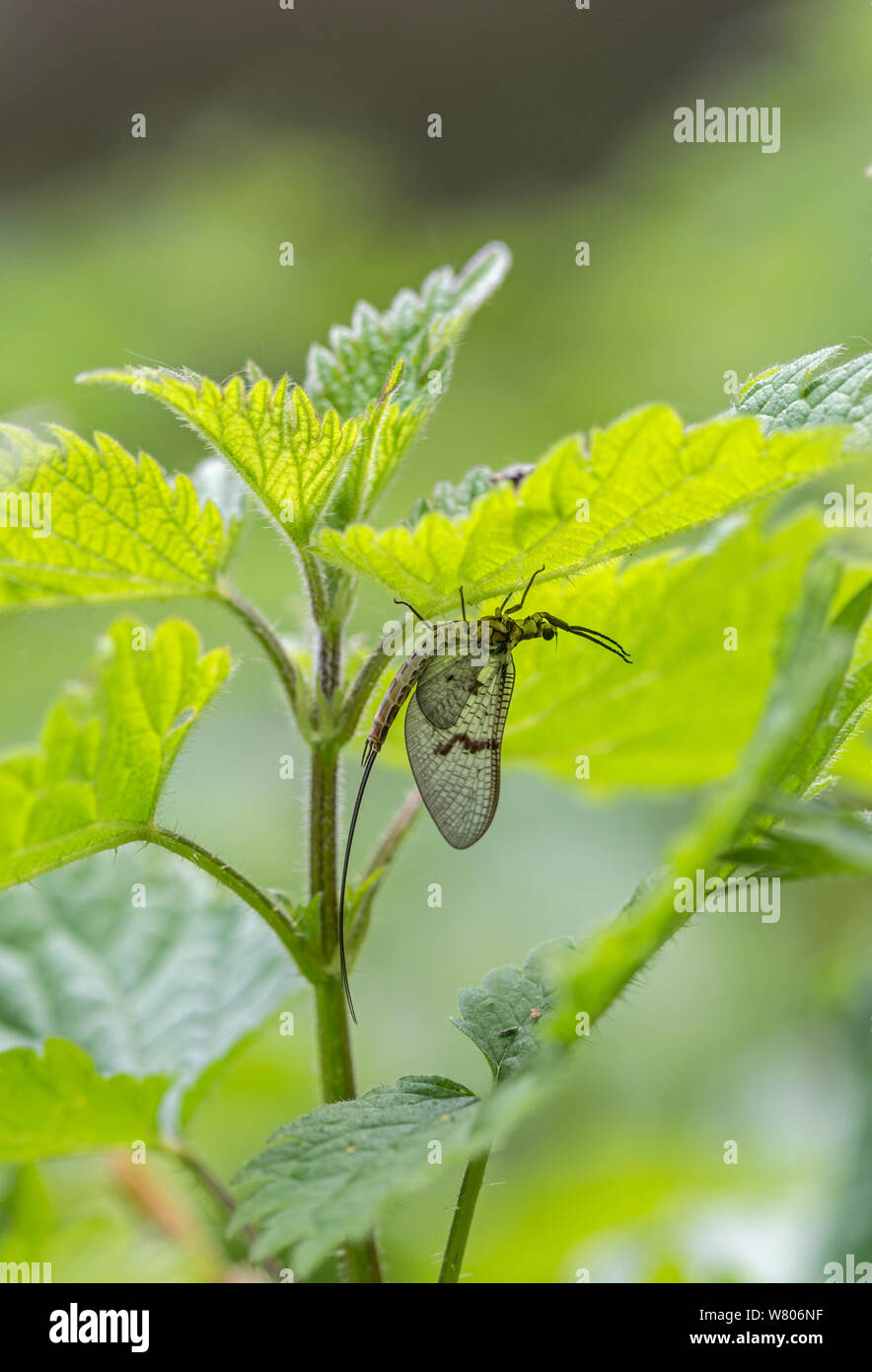 Mayfly (Ephemera danica) on nettle, Surrey, England, UK, May. Stock Photo