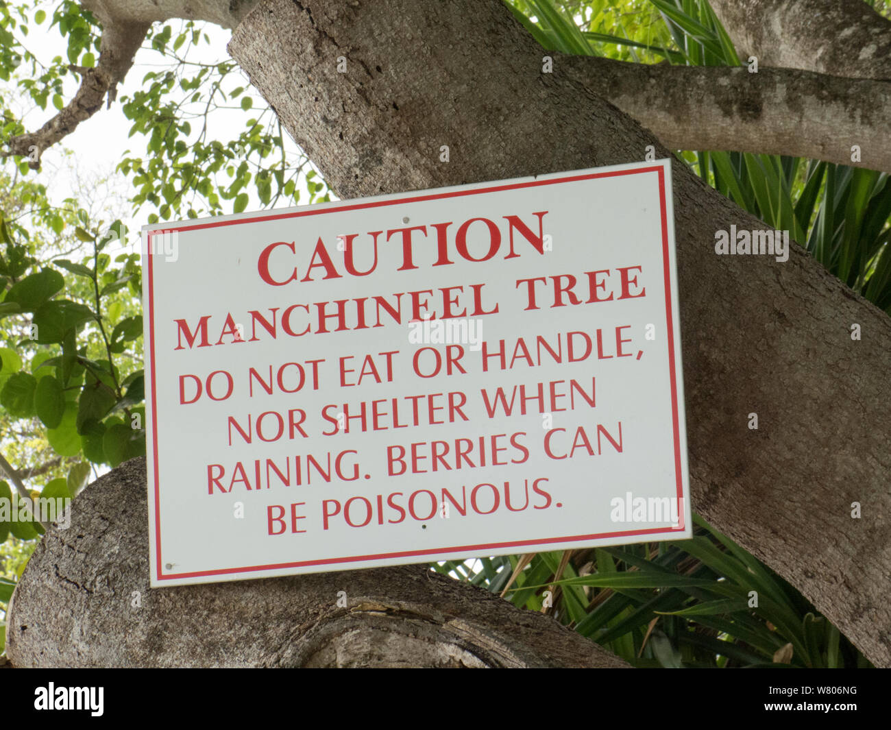 Manchineel tree (Hippomane mancinella) with sign warning that it is dangerous. This species has poisonous fruit, whilst the sap is toxic, and even standing beneath the tree in the rain can cause blistering, Barbados. Stock Photo