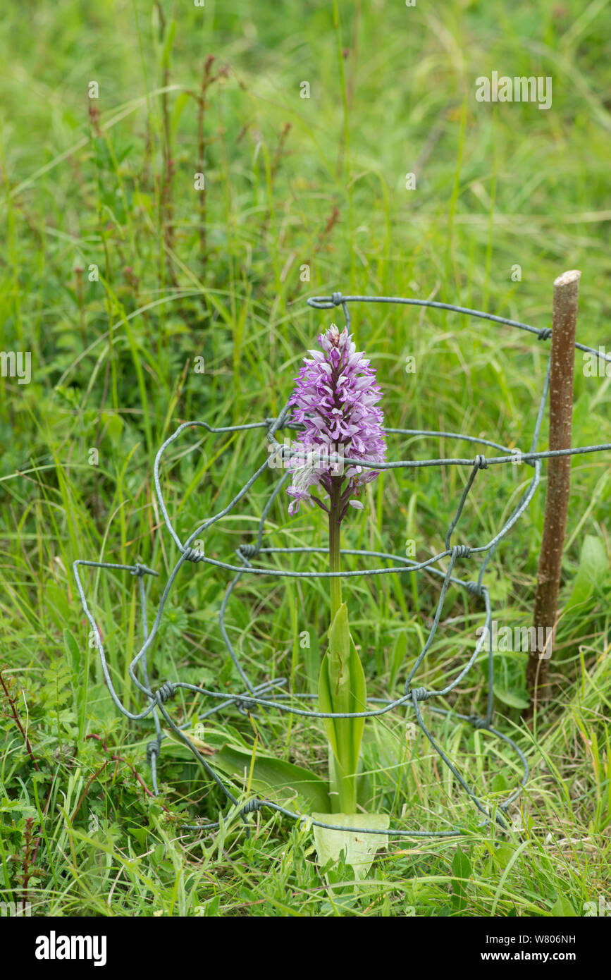 Military orchid (Orchis militaris) flower, protected by wire cage, Buckinghamshire, England, UK, May. Stock Photo