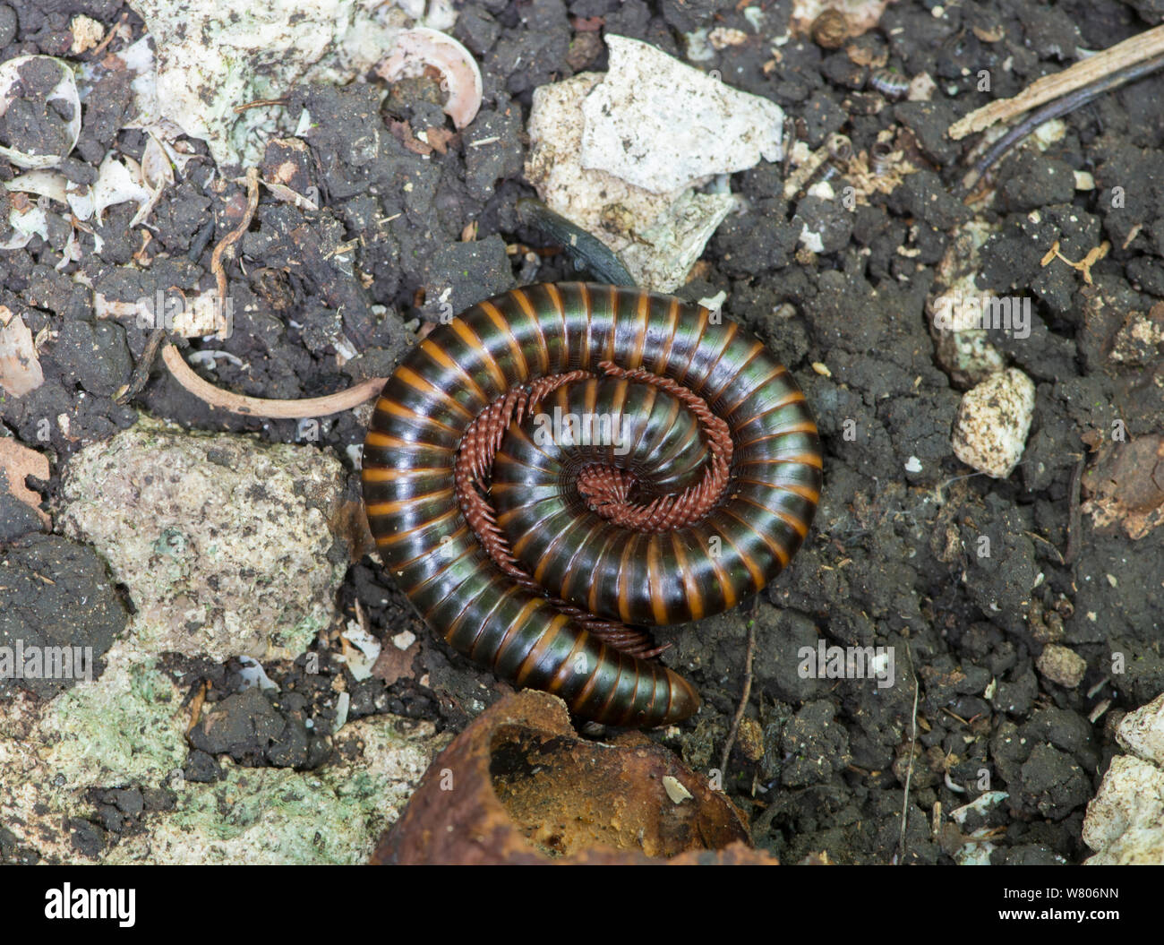 Amber banded millipede (Pachybolus ligulatus) curled up, Barbados. Stock Photo