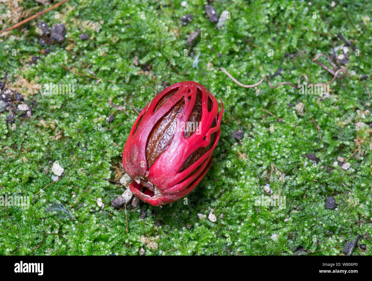 Nutmeg (Myristica fragrans) seed with lacy reddish covering or aril, used to make mace. Barbados. Stock Photo
