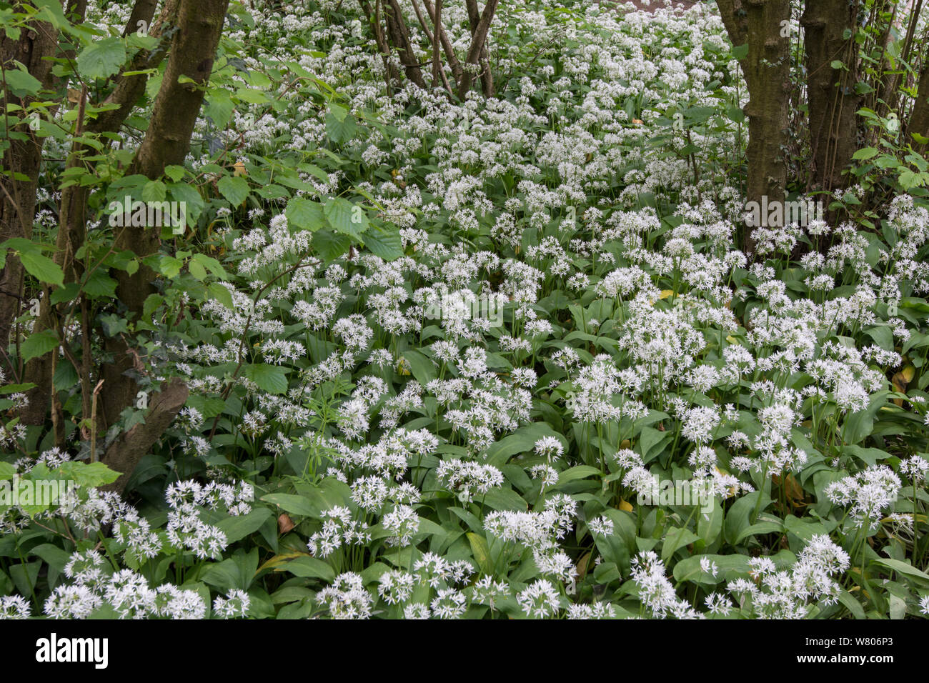 Wild Garlic (Allium ursinum) flowers growing in Hazel coppice woodland, Surrey, England, UK, May. Stock Photo