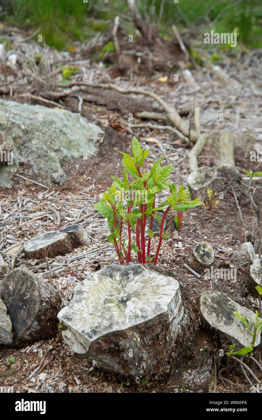 Rhododendron (Rhododendron x superponticum) clearance, new shoots emerging from poisoned stump. This species is an invasive species. Snowdonia, north Wales, UK, July. Stock Photo