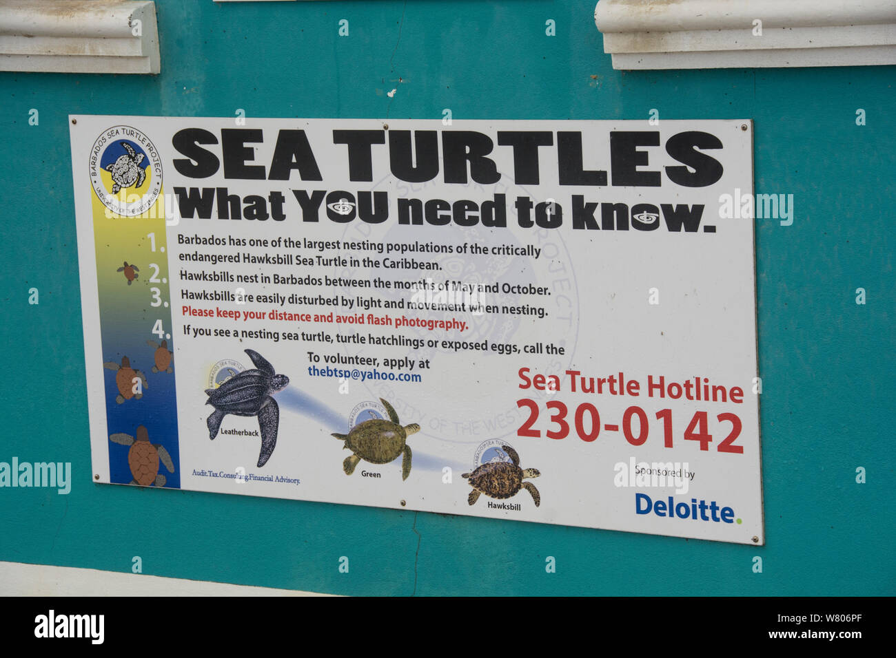 Information sign about Hawksbill sea turtle (Eretmochelys imbricata) nesting and conservation, near nesting beach in Barbados. June 2015. Stock Photo