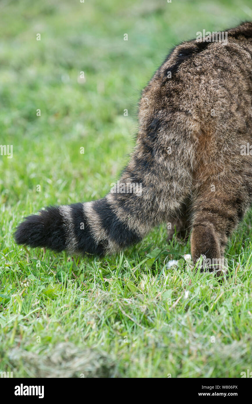Scottish wild cat (Felis silvestris grampia) close up of tail showing rings, captive, Scotland. Stock Photo