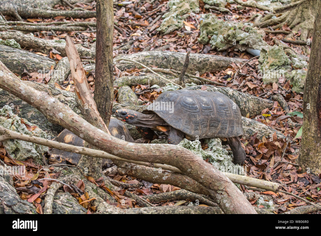 Red-footed tortoise (Chelonoidis carbonaria) Barbados. Stock Photo