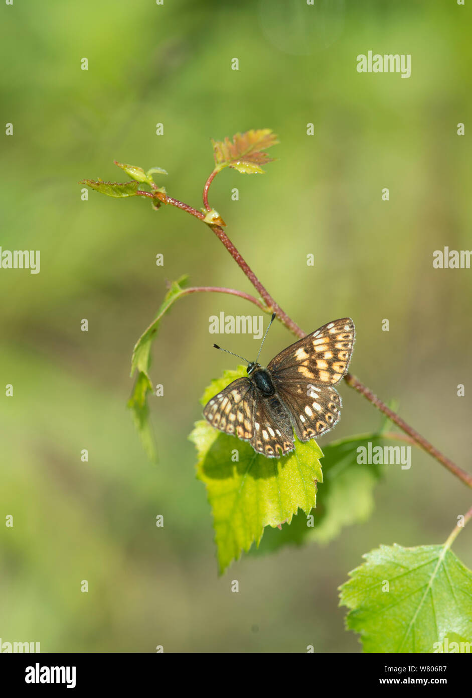 Duke of Burgundy butterfly (Hamearis lucina) Kent, England, UK, June. Stock Photo