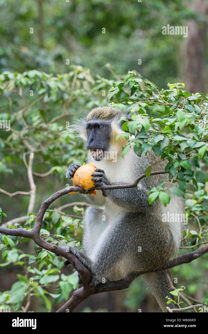 Green monkey (Chlorocebus sabaeus) feeding in tree, Barbados. Stock Photo
