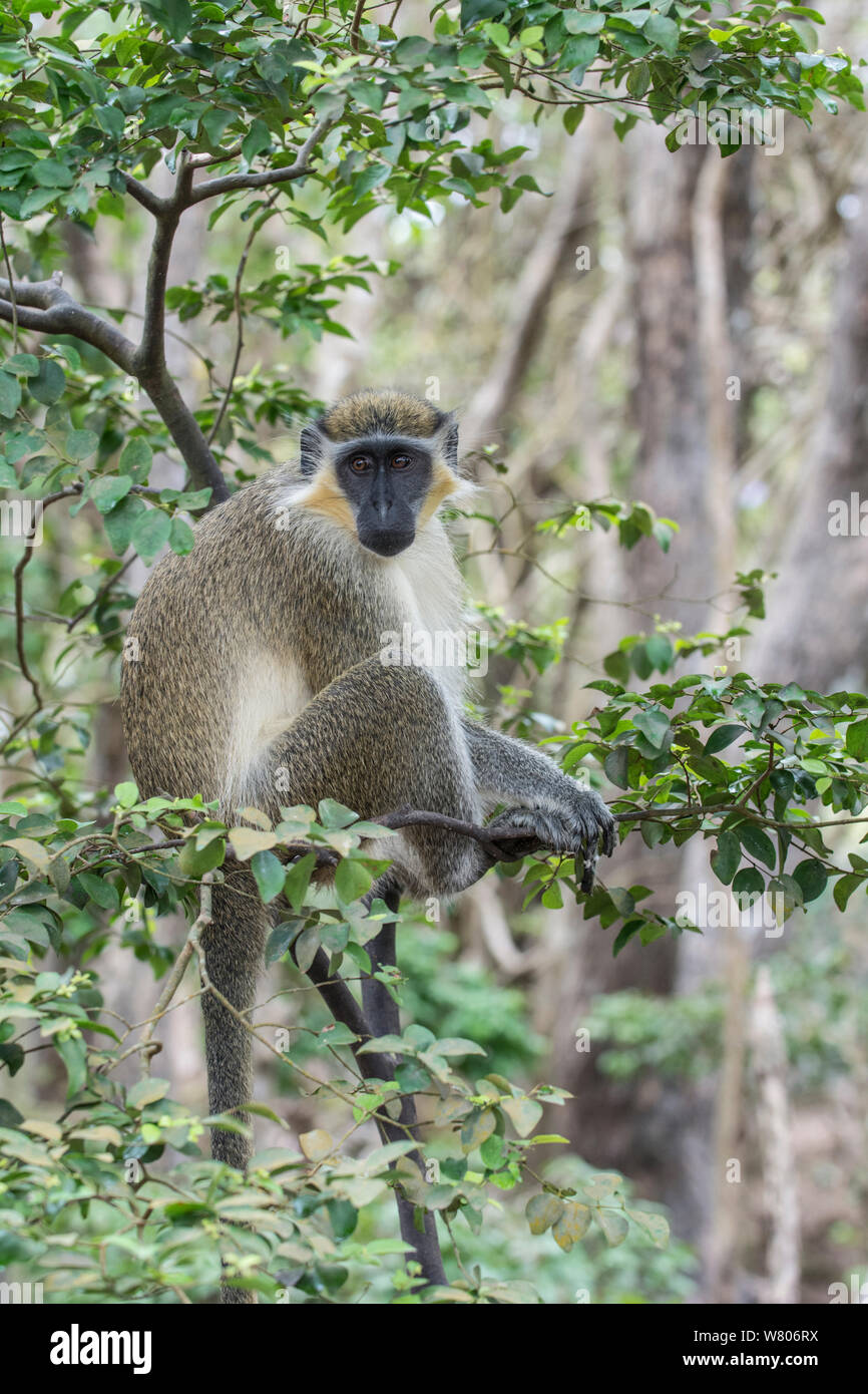 Green monkey (Chlorocebus sabaeus) in tree, Barbados. Stock Photo