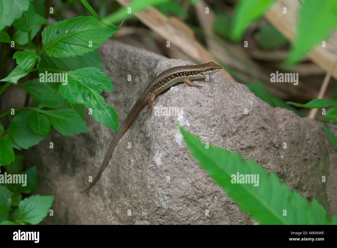 Spotted forest skink (Sphenomorphus maculata) Simao Prefecture, Yunnan Province, China. May. Stock Photo