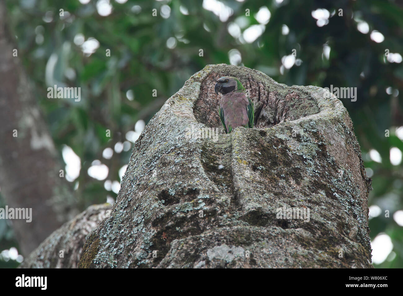 Derby&#39;s parakeet (Psittacula derbiana) in nest cavity, Simao Prefecture, Yunnan Province, China. May. Stock Photo