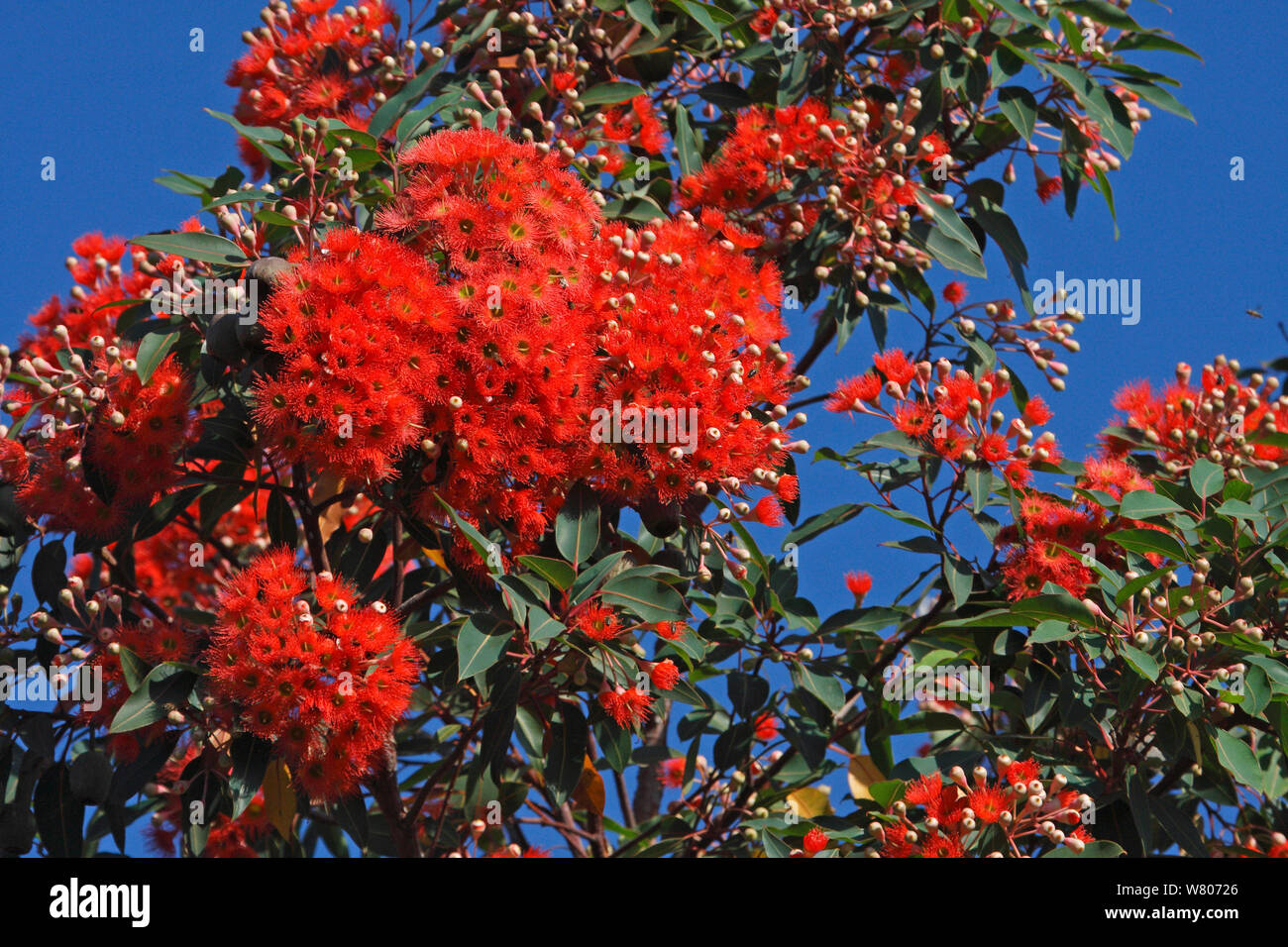 Red gum tree flowers (Corymbia ficifolia) in botanic garden, Hyeres les palmiers, Var, Provence