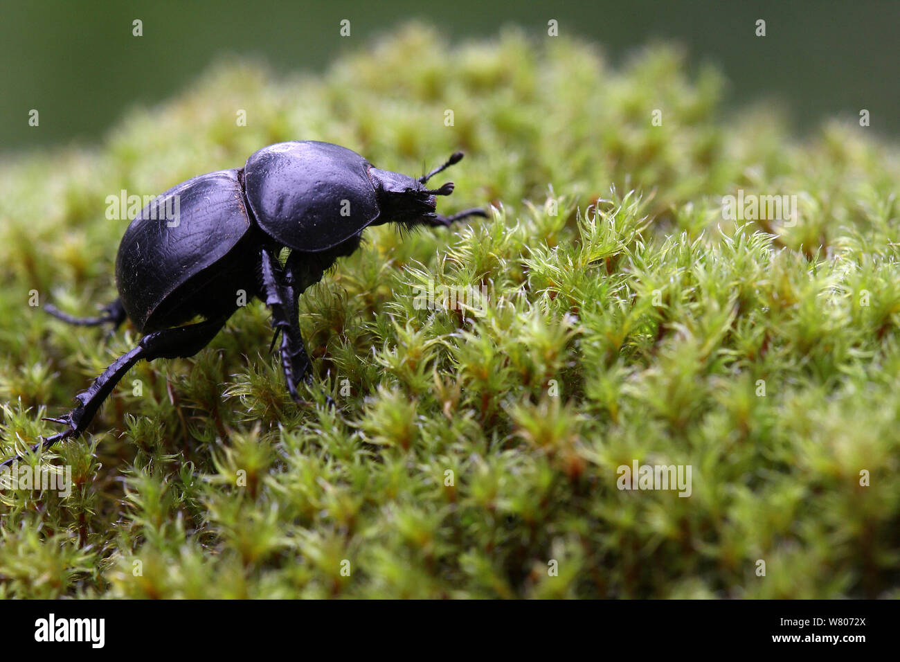 Dor Beetle (Geotrupes stercorarius) on moss, Corsica Island, France, September Stock Photo