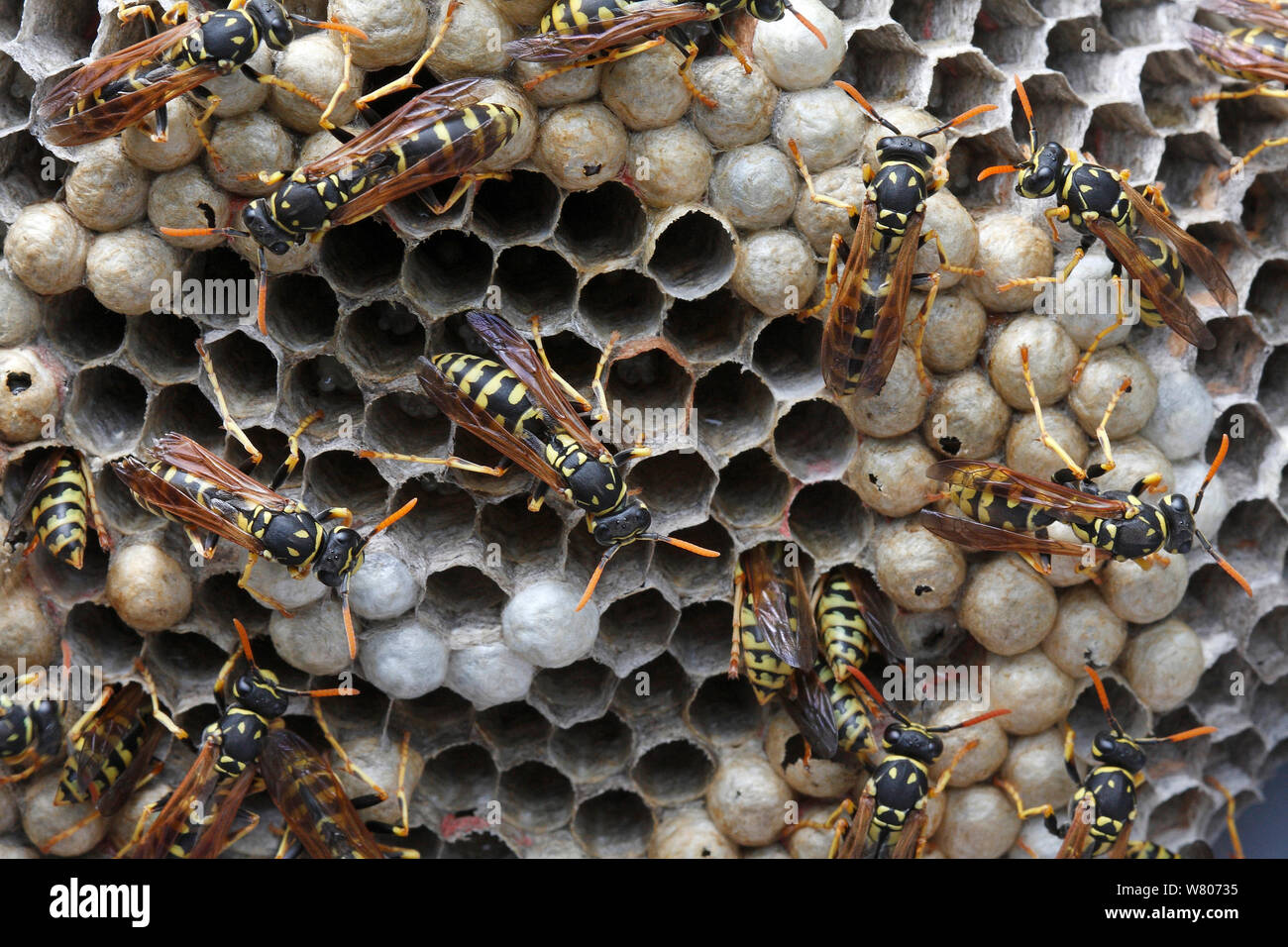 Paper wasps (Polistes gallicus) on nest, Var, Provence, France, June. Stock Photo
