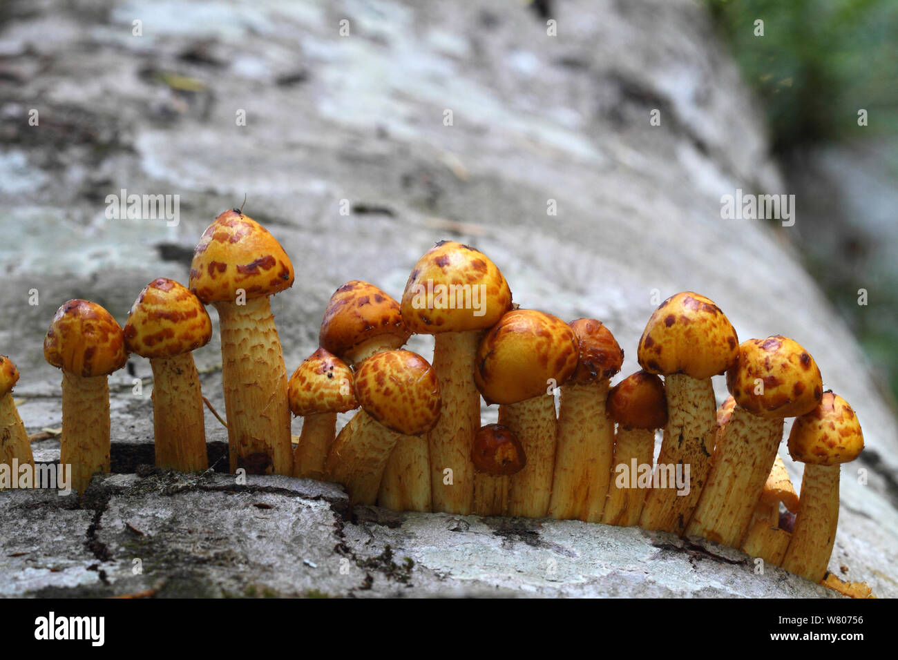 Laughing gym mushrooms (Gymnopilus spectabilis) growing on a tree trunk, Sainte Baume, Var, Provence,  France, September Stock Photo