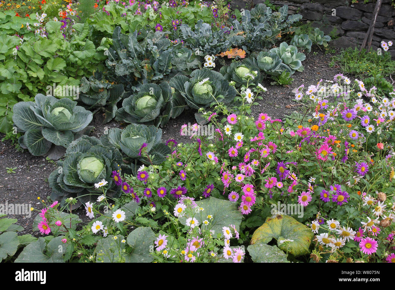Cabbage plants (Brassica oleracea capita) growing in a garden with flowers, Cevennes, Lozere, France, October. Stock Photo