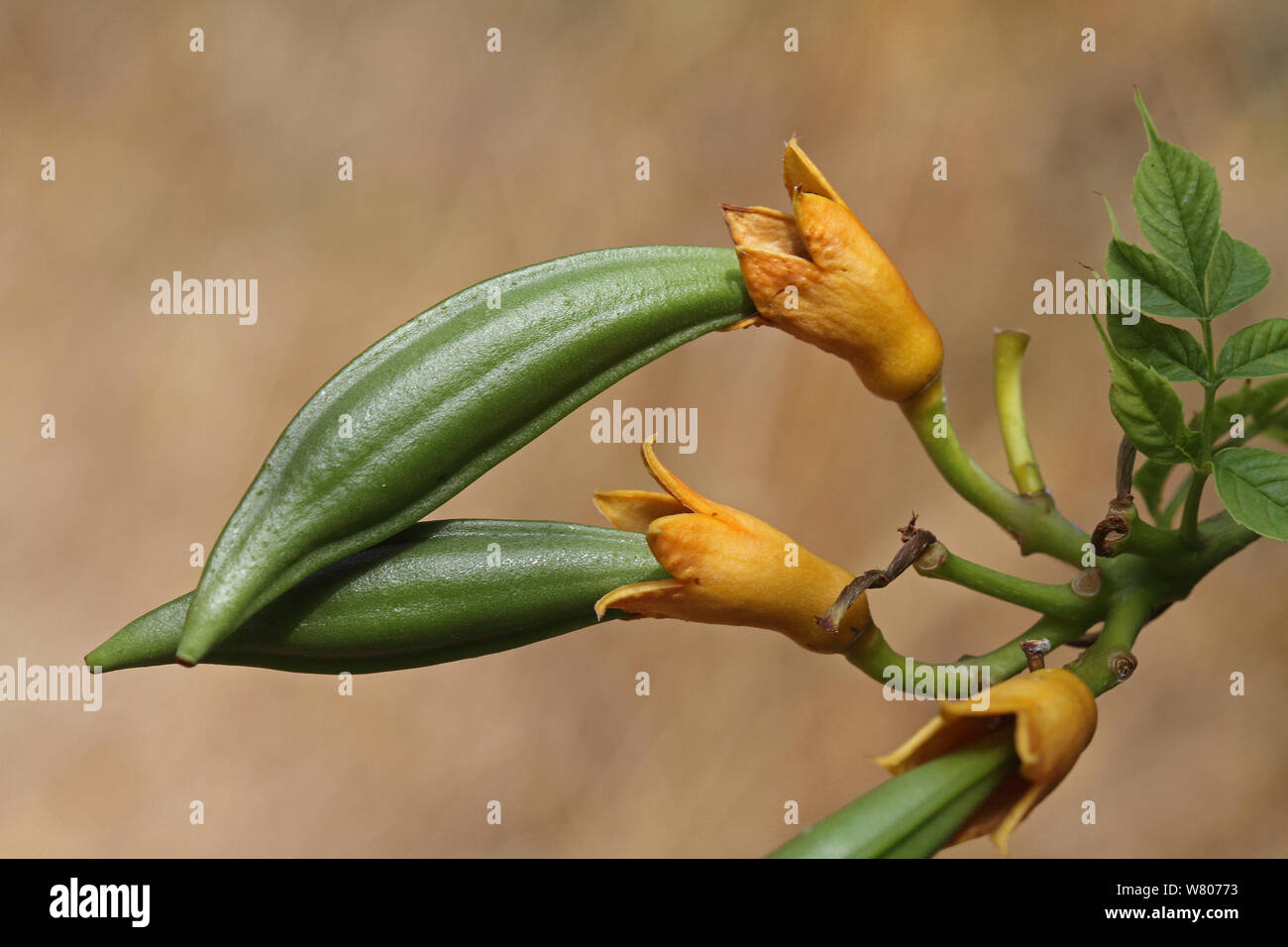 Trumpet creeper (Campsis radicans) fruit developing, Var, Provence, France, July. Stock Photo