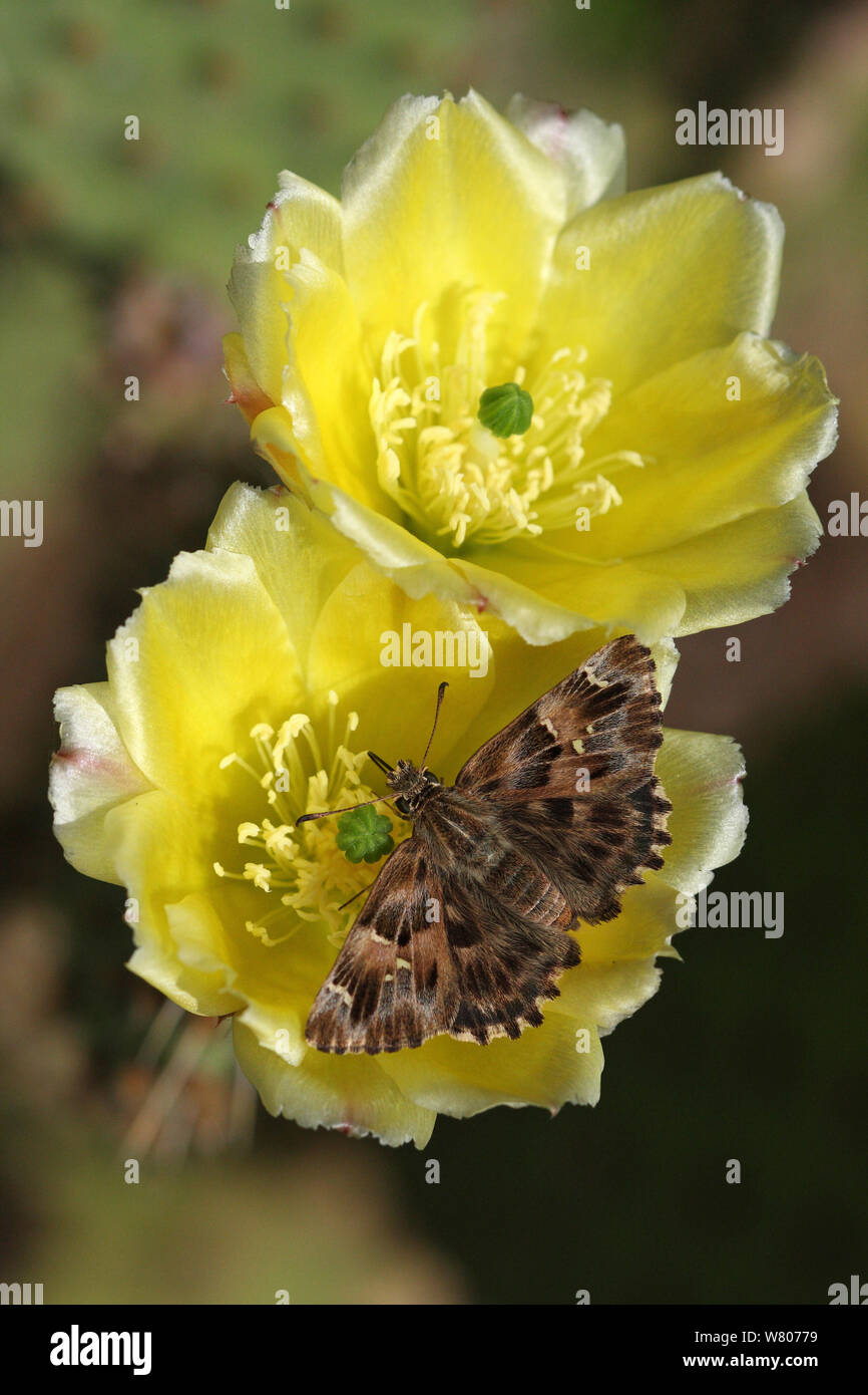 Mallow skipper butterfly (Carcharodus alceae) feeding on Opuntia cactus flower (Opuntia robusta) in botanic garden, Hyeres les palmiers, Var, Provence, France, June. Stock Photo