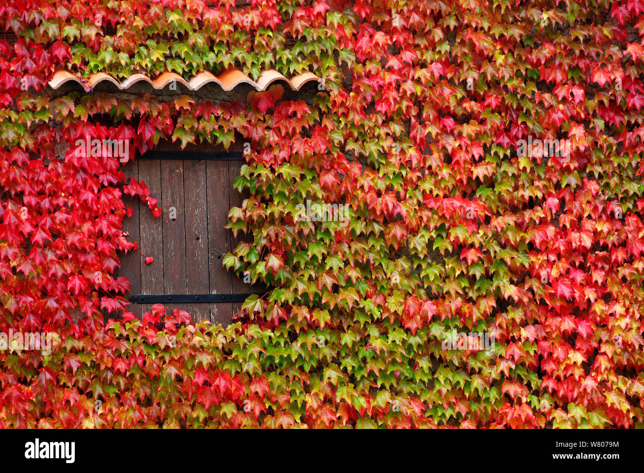 Virginia creeper (Parthenocissus quinquefolia) covering a wall of house, Rougon Village, Verdon Natural Regional Park, Alpes de Haute Provence, France, October. Stock Photo
