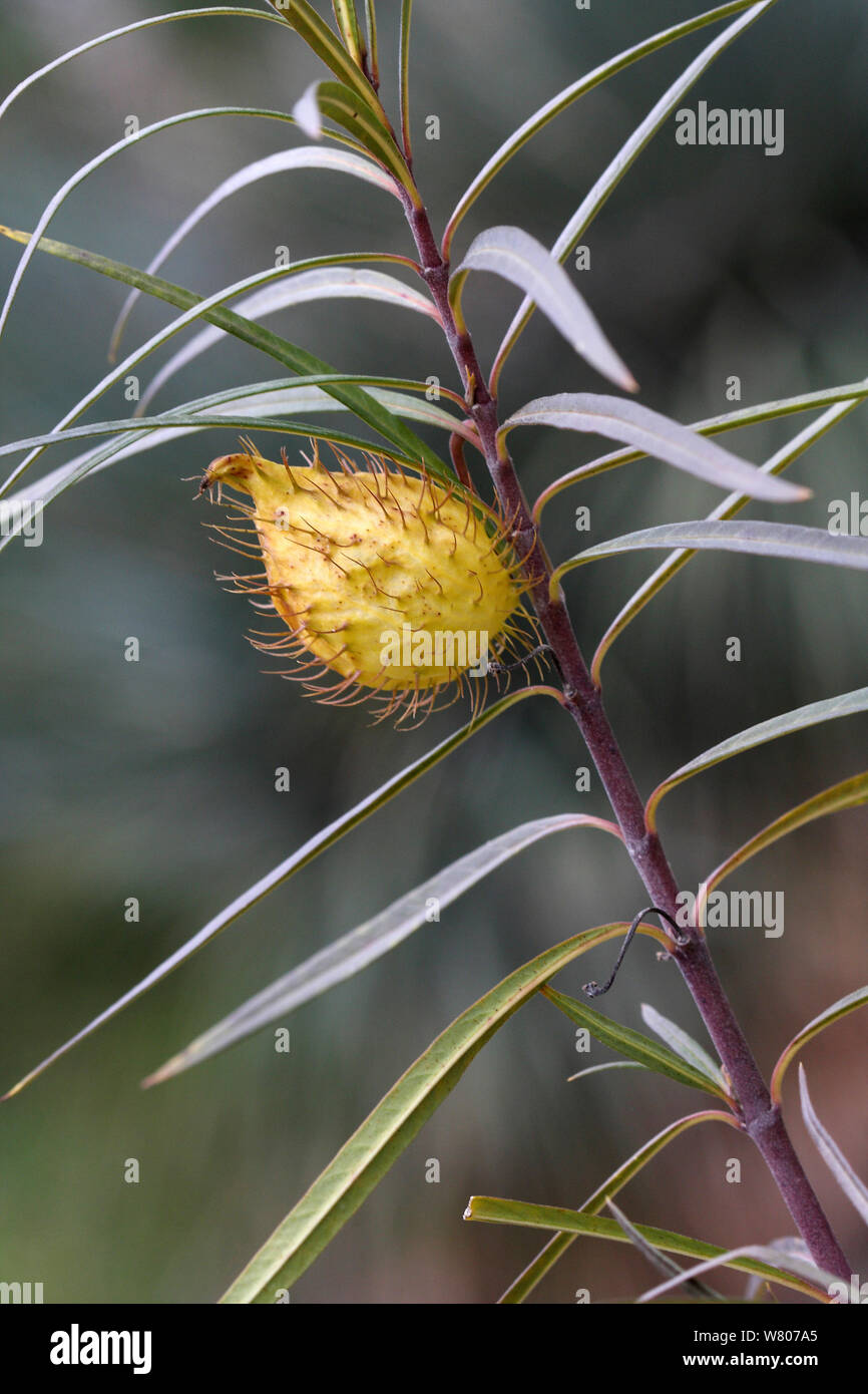 Milkweed (Asclepias / Gomphocarpus fructicosus) in fruit, in botanic garden, Bandol, Var, Provence, France, March. Stock Photo